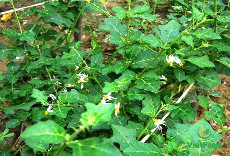 Công Dụng Của Cà Gai Leo: Thảo Dược Vàng Bảo Vệ Gan Hiệu Quả