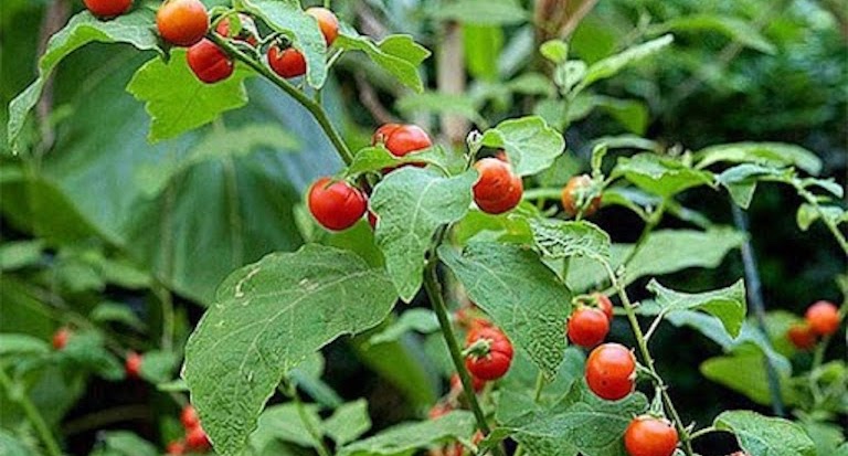 Công Dụng Của Cà Gai Leo: Thảo Dược Vàng Bảo Vệ Gan Hiệu Quả