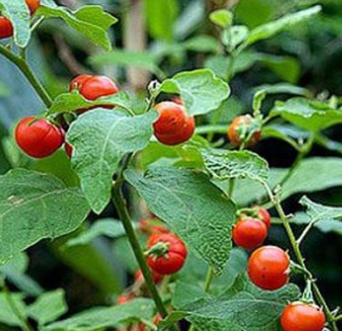 Công Dụng Của Cà Gai Leo: Thảo Dược Vàng Bảo Vệ Gan Hiệu Quả