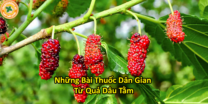 Lợi Ích Quả Dâu Tằm: Siêu Thực Phẩm Vàng Cho Sức Khỏe Và Sắc Đẹp